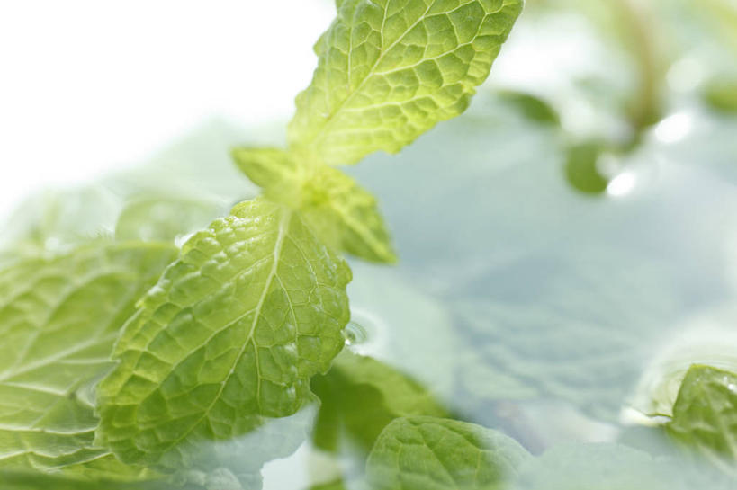 无人,横图,室内,特写,白天,正面,植物,叶子,阴影,朦胧,模糊,反射,纹理,影子,薄荷,绿叶,银丹草,绿色,嫩叶,肌理,斑叶凤梨薄荷,夜息香,叶,叶片,叶脉,彩图