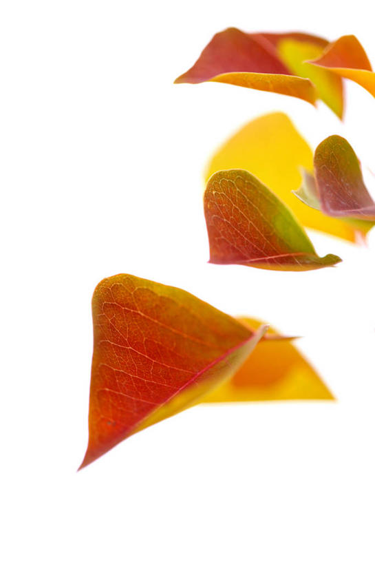 无人,竖图,室内,特写,白天,白色背景,正面,秋季,叶子,黄色,红色,摄影,影棚,叶,叶片,秋,秋天,彩图,影棚拍摄,拍摄