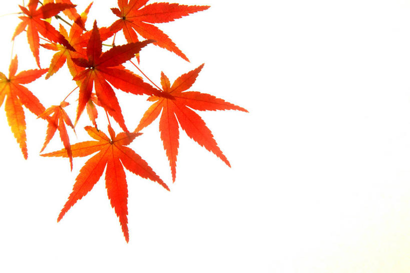 无人,横图,室内,特写,白天,白色背景,正面,叶子,许多,枫叶,枯叶,落叶,很多,黄色,红色,摄影,影棚,枫树叶,叶,叶片,彩图,影棚拍摄,拍摄,葡萄槭,藤枫,藤槭