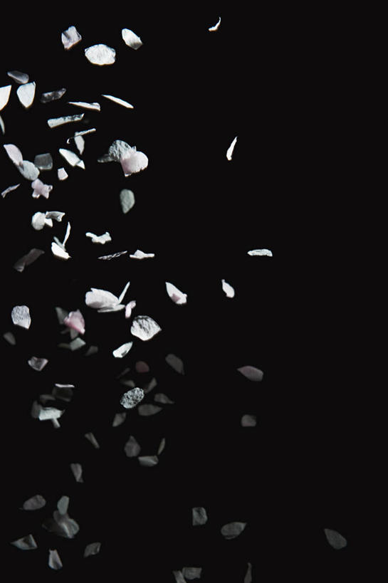 无人,竖图,室内,特写,白天,正面,幸福,纯洁,樱花,许多,黑色背景,盛开,很多,花蕾,花,花瓣,花朵,鲜花,花苞,花蕊,摄影,影棚,等待,生命,下降,降落,仙樱花,福岛樱,青肤樱,高尚,热烈,降低,下跌,下落,荆桃,彩图,影棚拍摄,拍摄