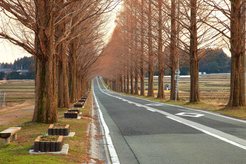 无人,横图,室外,白天,正面,旅游,度假,草地,草坪,美景,山,山脉,树林,植物,道路,路,公路,日本,亚洲,一排,阴影,整齐,并列,并排,光线,影子,景观,山峰,分界线,枝条,停车线,交通,山峦,娱乐,草,树,树木,树枝,排列,蓝色,绿色,蓝天,天空,阳光,自然,群山,天,享受,休闲,景色,放松,生长,晴朗,成长,车行道,车行道分界线,队列,自然风光,标线,平行,东亚,车行线,本州,万里无云,本州岛,日本国,近畿地方,近畿,滋贺,滋贺县,红杉,常青红杉,海岸红杉,红杉树,虬枝,枝杈,晴空,晴空万里,马路,彩图,高岛市