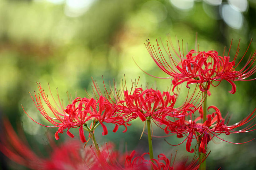 无人,横图,室外,特写,白天,正面,美景,树林,植物,阴影,朦胧,模糊,盛开,光线,影子,景观,彼岸花,曼珠沙华,石蒜,花蕾,花,花瓣,花朵,鲜花,树,树木,红色,绿色,阳光,自然,花苞,花蕊,景色,生长,成长,自然风光,无义草,龙爪花,金灯,赤箭,幽灵花,地狱花,舍子花,彩图,石蒜花,蟑螂花