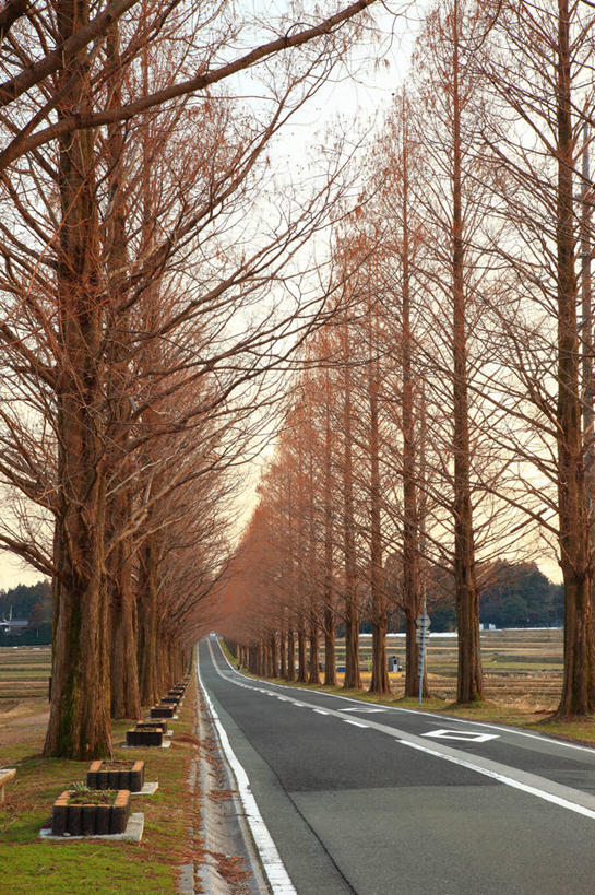 无人,竖图,室外,白天,正面,消失点,旅游,度假,美景,树林,植物,道路,路,公路,日本,亚洲,一排,阴影,整齐,并列,并排,光线,影子,景观,分界线,枝条,停车线,交通,娱乐,树,树木,树枝,排列,绿色,天空,阳光,自然,天,享受,休闲,景色,放松,生长,成长,车行道,车行道分界线,队列,自然风光,标线,平行,东亚,车行线,本州,本州岛,日本国,近畿地方,近畿,滋贺,滋贺县,红杉,常青红杉,海岸红杉,红杉树,虬枝,枝杈,马路,彩图,没影点,灭点,高岛市
