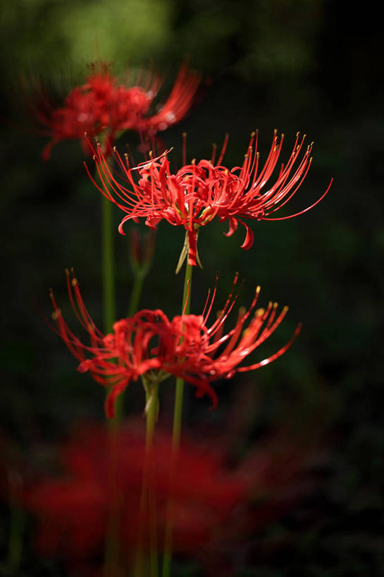 无人,竖图,室外,特写,白天,正面,美景,阴影,朦胧,模糊,盛开,光线,影子,景观,彼岸花,曼珠沙华,石蒜,花蕾,花,花瓣,花朵,鲜花,红色,阳光,自然,花苞,花蕊,景色,自然风光,无义草,龙爪花,金灯,赤箭,幽灵花,地狱花,舍子花,彩图,石蒜花,蟑螂花