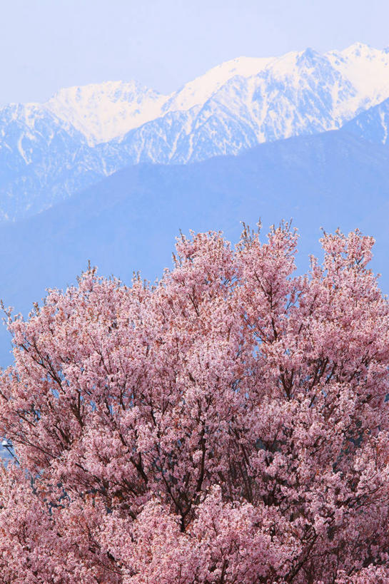 无人,竖图,室外,白天,正面,旅游,度假,幸福,纯洁,美景,山,树林,雪,雪山,植物,大雪,樱花,长野县,日本,亚洲,阴影,盛开,光线,影子,冰,积雪,景观,山峰,雪景,冬季,冬天,枝条,山峦,花蕾,娱乐,花,花瓣,花朵,鲜花,树,树木,树枝,蓝色,绿色,蓝天,天空,阳光,自然,天,花苞,花蕊,享受,休闲,景色,放松,寒冷,生长,晴朗,成长,等待,冰冷,生命,自然风光,东亚,本州,万里无云,本州岛,日本国,中部地方,长野,仙樱花,福岛樱,青肤樱,高尚,严寒,冰凉,酷寒,凛冽,凛凛,极冷,热烈,虬枝,枝杈,驹根市,晴空,晴空万里,荆桃,彩图