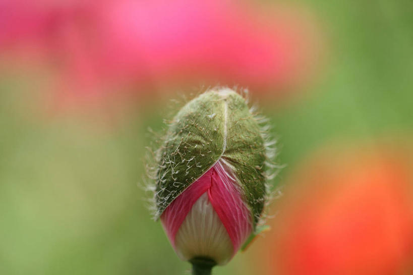 无人,横图,室外,特写,白天,正面,美景,植物,罂粟,阴影,朦胧,模糊,盛开,光线,影子,景观,草药,花蕾,中药,花,花瓣,花朵,鲜花,阳光,自然,花苞,花蕊,景色,毒品,自然风光,药材,中草药,中药材,本草,止痛,镇静,安眠,罂粟花,米囊花,彩图