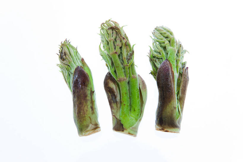 无人,横图,俯视,室内,特写,白天,白色背景,植物,当归,一排,阴影,整齐,反射,影子,根,草药,药草,中药,排列,三个,摄影,影棚,队列,药材,中草药,中药材,本草,云归,西当归,秦归,岷当归,彩图,高角度拍摄,影棚拍摄,拍摄