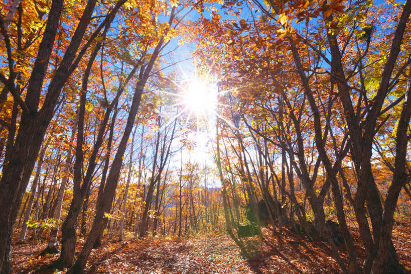 无人,横图,室外,白天,正面,旅游,度假,美景,秋季,树林,植物,叶子,长野县,日本,亚洲,阴影,光线,影子,景观,枯叶,落叶,枝条,娱乐,树,树木,树枝,蓝色,绿色,蓝天,天空,阳光,自然,天,享受,休闲,景色,放松,生长,晴朗,成长,自然风光,东亚,本州,万里无云,本州岛,日本国,中部地方,岐阜,岐阜县,长野,乘鞍高原,虬枝,枝杈,叶,叶片,晴空,晴空万里,秋,秋天,彩图,镜头光晕,透镜闪耀,眩光