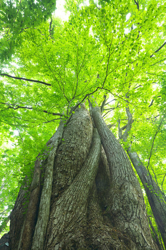 无人,竖图,室外,白天,正面,旅游,度假,美景,树林,植物,日本,亚洲,阴影,光线,影子,景观,娱乐,树,树木,绿色,阳光,自然,享受,休闲,景色,放松,生长,成长,自然风光,东亚,本州,本州岛,日本国,东北地方,福岛,福岛县,彩图