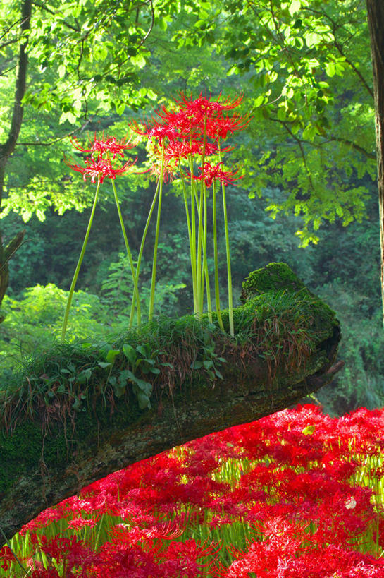 无人,竖图,室外,特写,白天,正面,花海,花圃,美景,树林,植物,叶子,阴影,朦胧,模糊,盛开,光线,影子,景观,彼岸花,曼珠沙华,石蒜,花蕾,花,花瓣,花朵,花卉,鲜花,树,树木,红色,绿色,阳光,自然,花丛,花束,花田,花苞,花蕊,景色,生长,成长,自然风光,无义草,龙爪花,金灯,赤箭,幽灵花,地狱花,舍子花,彩图,石蒜花,蟑螂花