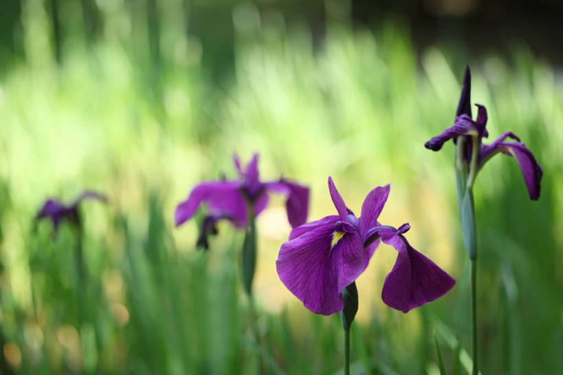 无人,横图,室外,特写,白天,正面,爱情,友谊,美景,阴影,朦胧,模糊,盛开,光线,影子,景观,鸢尾花,花蕾,花,花瓣,花朵,鲜花,紫色,阳光,自然,花苞,花蕊,景色,鸢尾,自然风光,紫蝴蝶,蓝蝴蝶,扁竹花,彩图,爱丽丝,爱丽丝花