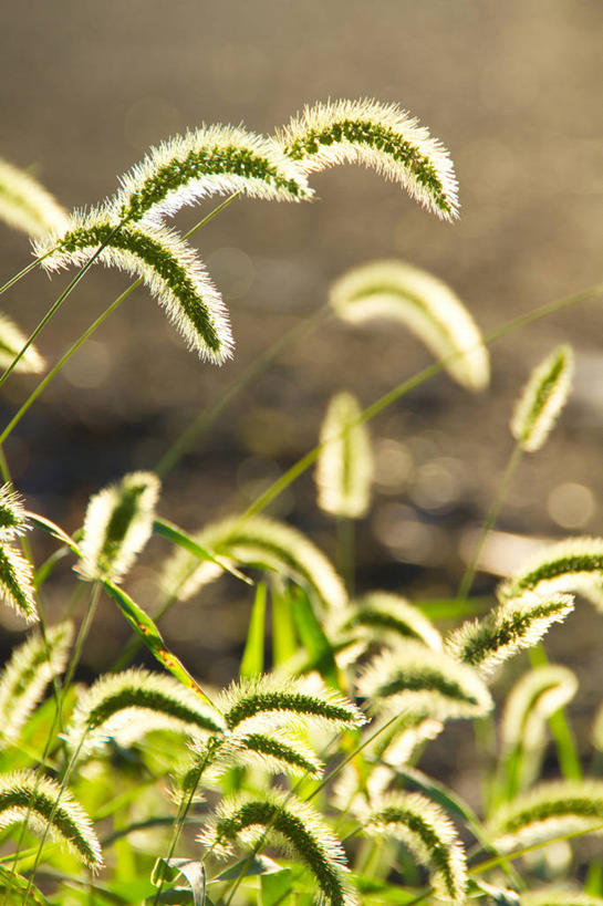 无人,竖图,室外,特写,白天,正面,美景,阴影,朦胧,模糊,光线,影子,景观,狗尾巴草,阳光,自然,狗尾草,景色,自然风光,绿狗尾草,谷莠子,彩图,毛毛草,宿田翁