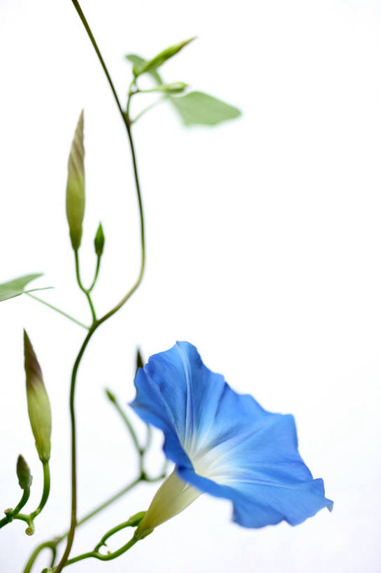 无人,竖图,室内,特写,白天,白色背景,正面,爱情,喇叭花,叶子,阴影,盛开,反射,影子,绿叶,花蕾,花,花瓣,花朵,鲜花,一朵,蓝色,花苞,花蕊,嫩叶,摄影,影棚,虚幻,牵牛,牵牛子,勤娘子,朝颜花,冷静,牵牛花,叶,叶片,彩图,影棚拍摄,拍摄,朝颜