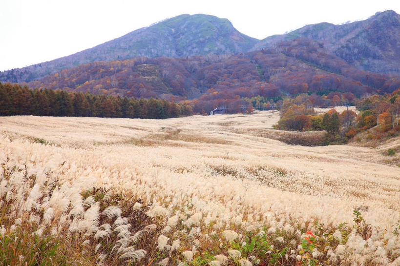 无人,横图,室外,白天,正面,旅游,度假,草地,草坪,美景,山,山脉,树林,植物,日本,亚洲,阴影,光线,影子,景观,山峰,山峦,娱乐,草,树,树木,蓝色,绿色,蓝天,天空,阳光,自然,群山,天,享受,休闲,景色,放松,生长,晴朗,成长,自然风光,东亚,本州,万里无云,本州岛,日本国,中部地方,新潟,新潟县,晴空,晴空万里,彩图,妙高市,妙高山