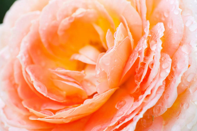 无人,横图,室外,特写,白天,正面,爱情,幸福,纯洁,热情,美景,玫瑰,阴影,朦胧,模糊,盛开,光线,影子,景观,玫瑰花,辉煌,浪漫,花蕾,花,花瓣,花朵,鲜花,一朵,阳光,自然,花苞,花蕊,温暖,温馨,橙色,景色,恩爱,活泼,华丽,暖色,和睦,自然风光,感动,温情,尊敬,炽热,响亮,跃动,天真,甜蜜,刺玫花,徘徊花,彩图,愉快,香槟玫瑰,融洽