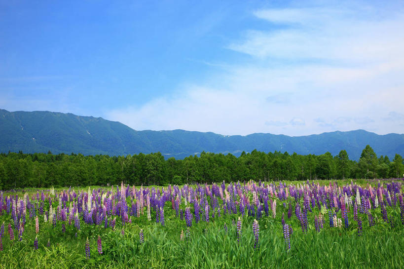 无人,横图,室外,白天,正面,旅游,度假,花海,花圃,美景,山,山脉,树林,植物,叶子,北海道,日本,亚洲,阴影,盛开,光线,影子,景观,山峰,云,云朵,羽扇豆,鲁冰花,山峦,花蕾,云彩,娱乐,花,花瓣,花朵,花卉,鲜花,树,树木,蓝色,绿色,白云,蓝天,天空,阳光,自然,花丛,花束,花田,群山,天,花苞,花蕊,享受,休闲,景色,放松,母爱,生长,晴朗,成长,自然风光,东亚,白羽扇豆,日本国,北海道地方,北海道岛,奉献,无私,上士幌町,苦涩,晴空,彩图,河东郡,带广,带广市,十胜支厅