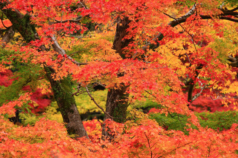 无人,横图,室外,白天,正面,旅游,度假,美景,秋季,树林,植物,叶子,日本,亚洲,许多,阴影,光线,影子,景观,枯叶,落叶,很多,娱乐,树,树木,红色,绿色,阳光,自然,享受,休闲,景色,放松,生长,成长,自然风光,东亚,本州,本州岛,日本国,中部地方,岐阜,岐阜县,美浓,美浓国,叶,叶片,秋,秋天,彩图