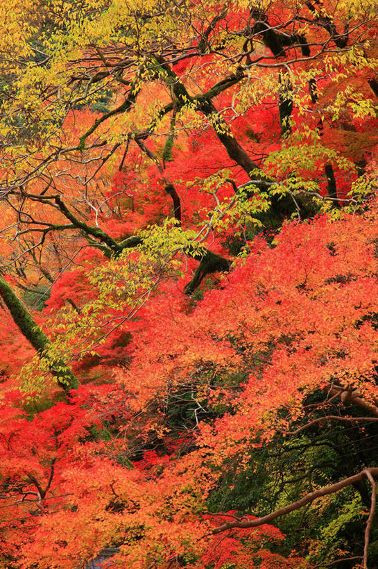 无人,竖图,室外,白天,正面,旅游,度假,美景,秋季,树林,植物,叶子,日本,亚洲,许多,阴影,光线,影子,景观,枯叶,落叶,很多,娱乐,树,树木,红色,绿色,阳光,自然,享受,休闲,景色,放松,生长,成长,自然风光,东亚,本州,本州岛,日本国,中部地方,岐阜,岐阜县,美浓,美浓国,叶,叶片,秋,秋天,彩图