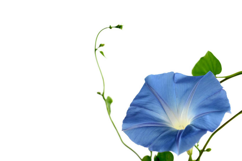 无人,横图,室内,特写,白天,白色背景,正面,爱情,喇叭花,阴影,盛开,反射,影子,花蕾,花,花瓣,花朵,鲜花,一朵,蓝色,白色,花苞,花蕊,摄影,影棚,虚幻,牵牛,牵牛子,勤娘子,朝颜花,冷静,牵牛花,彩图,影棚拍摄,拍摄,朝颜