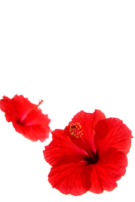 无人,竖图,俯视,室内,特写,白天,白色背景,阴影,盛开,反射,影子,花蕾,花,花瓣,花朵,鲜花,两朵,红色,白色,花苞,花蕊,摄影,影棚,芙蓉,芙蓉花,木芙蓉,拒霜花,地芙蓉,彩图,高角度拍摄,影棚拍摄,拍摄