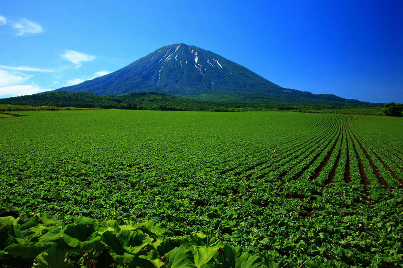 无人,公园,农田,横图,室外,白天,正面,旅游,度假,农业,庄稼,农作物,草地,草坪,美景,山,山脉,树林,植物,北海道,日本,亚洲,阴影,光线,影子,景观,山峰,云,云朵,山峦,云彩,娱乐,草,树,树木,蓝色,绿色,白云,蓝天,天空,阳光,自然,群山,天,享受,休闲,景色,放松,生长,晴朗,成长,自然风光,东亚,日本国,北海道地方,北海道岛,国立公园,羊蹄山,支笏洞爷国立公园,晴空,彩图,耕地,庄稼田