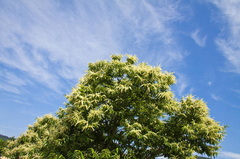 无人,横图,室外,白天,仰视,旅游,度假,美景,植物,阴影,光线,影子,景观,云,云朵,板栗树,云彩,娱乐,树,树木,蓝色,绿色,白云,蓝天,天空,阳光,自然,天,享受,休闲,景色,放松,生长,晴朗,成长,自然风光,晴空,彩图,低角度拍摄,栗子树