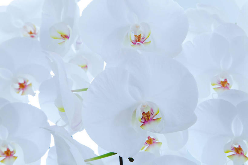 无人,横图,室内,特写,白天,白色背景,正面,蝴蝶兰,许多,阴影,盛开,反射,影子,很多,花蕾,花,花瓣,花朵,鲜花,白色,花苞,花蕊,摄影,影棚,蝶兰,兰中皇后,兰花,彩图,影棚拍摄,拍摄,兰花之后,台湾蝴蝶兰