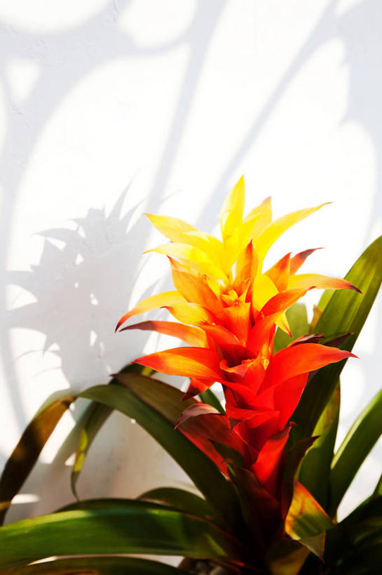 无人,竖图,室内,特写,白天,白色背景,正面,凤梨花,叶子,阴影,盛开,反射,影子,绿叶,花蕾,花,花瓣,花朵,鲜花,两朵,黄色,红色,白色,花苞,花蕊,嫩叶,摄影,影棚,完美,观赏凤梨,菠萝花,叶,叶片,彩图,影棚拍摄,拍摄