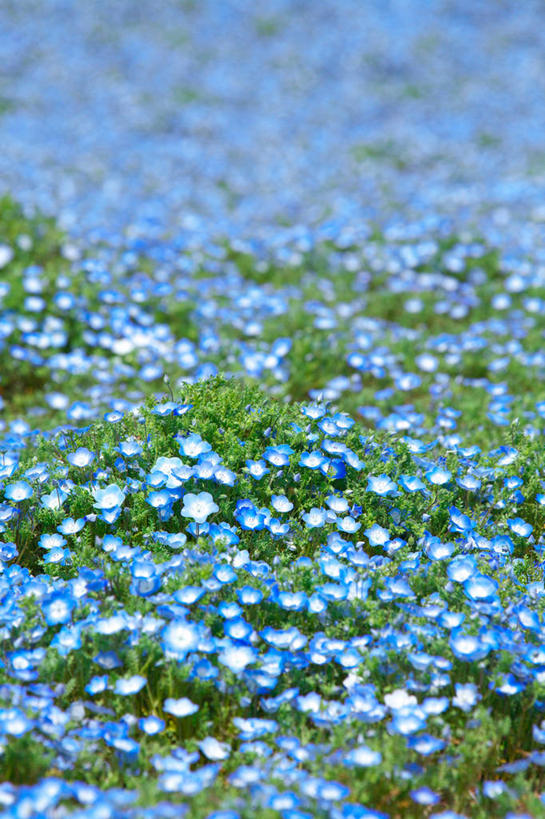 无人,竖图,俯视,室外,特写,白天,草地,草坪,花海,花圃,美景,植物,叶子,日本,亚洲,许多,阴影,朦胧,模糊,盛开,光线,影子,景观,粉蝶花,喜林草,很多,花蕾,草,花,花瓣,花朵,花卉,鲜花,蓝色,绿色,阳光,自然,花丛,花束,花田,花苞,花蕊,景色,自然风光,东亚,本州,茨城,茨城县,关东地方,本州岛,日本国,彩图,高角度拍摄,幌菊,琉璃唐草
