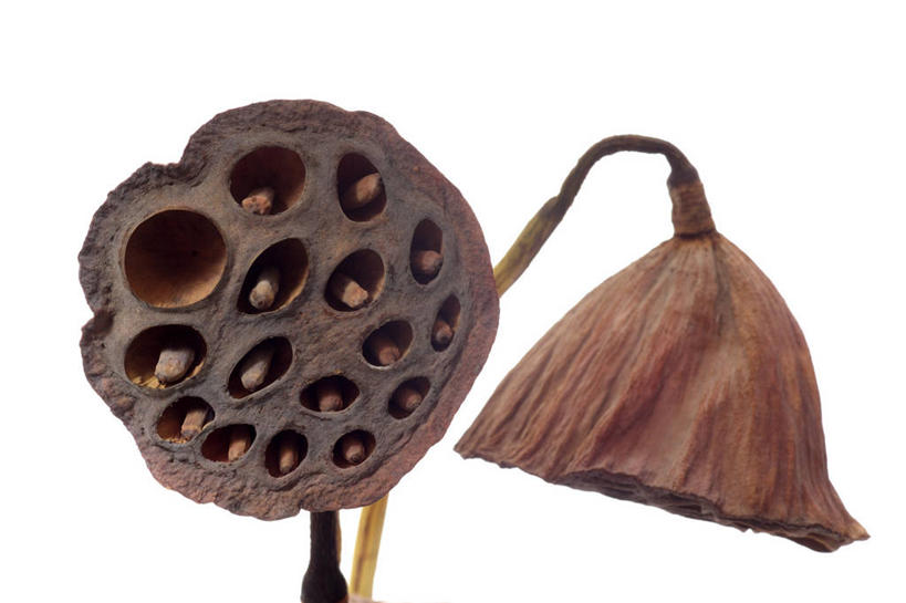 无人,横图,室内,特写,白天,白色背景,正面,阴影,枯萎,反射,影子,两个,白色,摄影,莲蓬,影棚,莲蓬子,莲子肉,死亡,枯败,彩图,影棚拍摄,拍摄