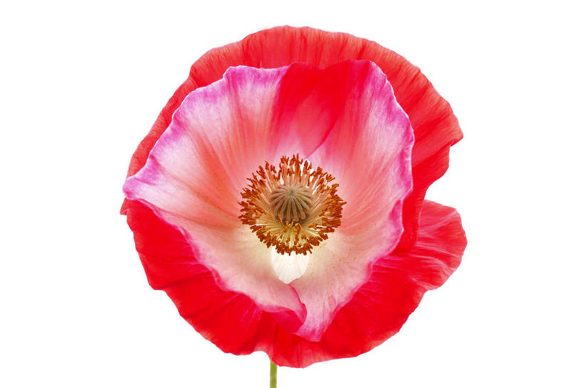 无人,横图,室内,特写,白天,白色背景,正面,植物,罂粟,阴影,盛开,反射,影子,草药,花蕾,中药,花,花瓣,花朵,鲜花,一朵,红色,白色,花苞,花蕊,摄影,影棚,毒品,药材,中草药,中药材,本草,止痛,镇静,安眠,罂粟花,米囊花,彩图,影棚拍摄,拍摄