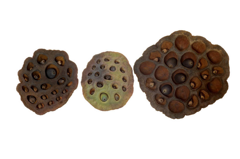 无人,横图,室内,特写,白天,白色背景,正面,阴影,枯萎,反射,影子,排列,三个,白色,摄影,莲蓬,影棚,莲蓬子,莲子肉,死亡,队列,枯败,彩图,影棚拍摄,拍摄