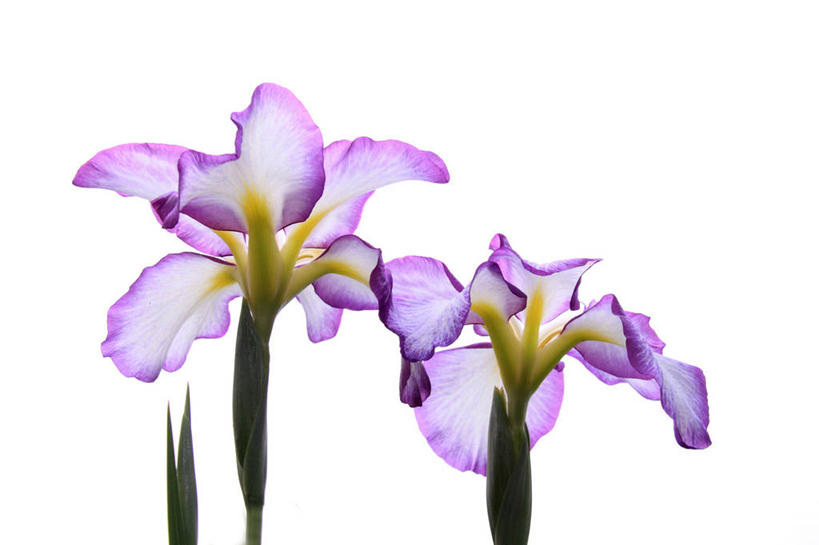 无人,横图,室内,特写,白天,白色背景,正面,爱情,友谊,阴影,盛开,反射,影子,鸢尾花,花蕾,花,花瓣,花朵,鲜花,两朵,粉色,白色,花苞,花蕊,摄影,影棚,鸢尾,紫蝴蝶,蓝蝴蝶,扁竹花,彩图,影棚拍摄,拍摄,爱丽丝,爱丽丝花