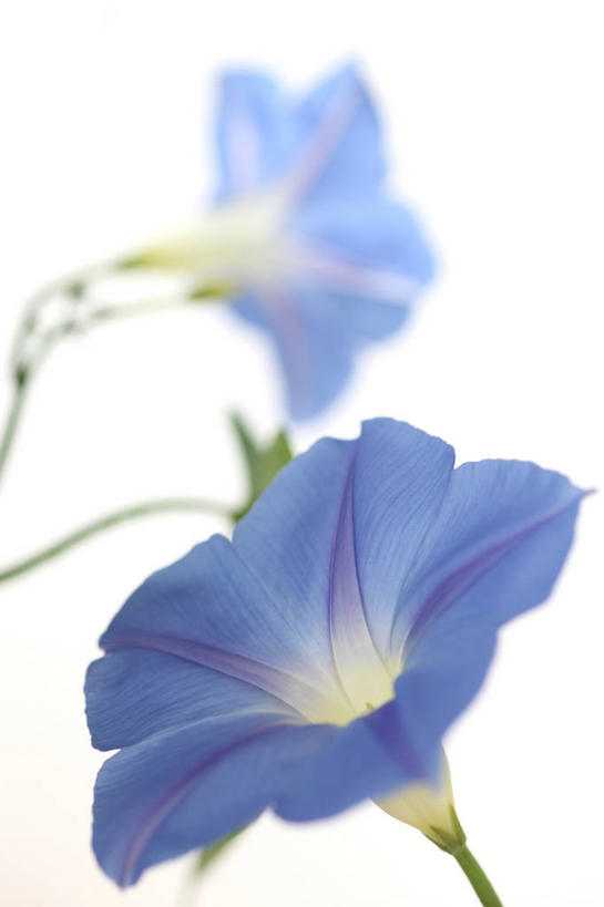 无人,竖图,室内,特写,白天,白色背景,正面,爱情,喇叭花,阴影,朦胧,模糊,盛开,反射,影子,花蕾,花,花瓣,花朵,鲜花,两朵,蓝色,白色,花苞,花蕊,摄影,影棚,虚幻,牵牛,牵牛子,勤娘子,朝颜花,冷静,牵牛花,彩图,影棚拍摄,拍摄,朝颜