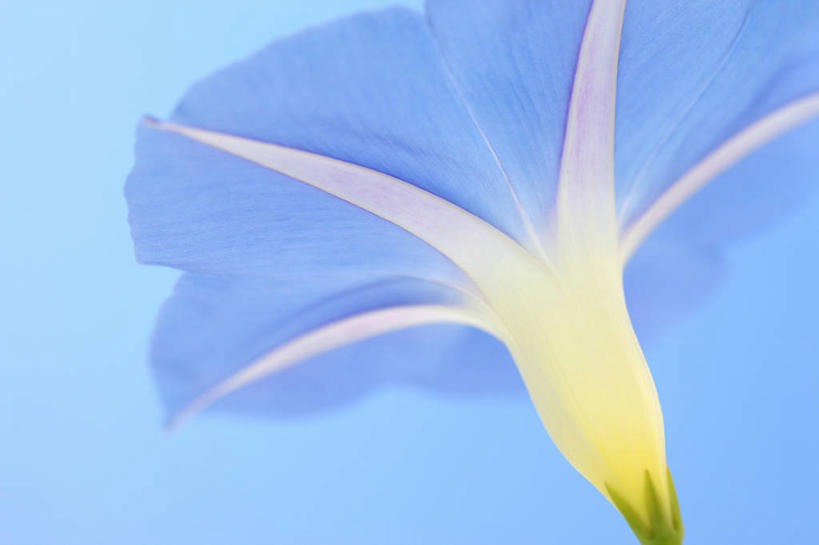 无人,横图,室内,特写,白天,正面,爱情,喇叭花,阴影,蓝色背景,盛开,反射,影子,花蕾,花,花瓣,花朵,鲜花,一朵,蓝色,花苞,花蕊,摄影,影棚,虚幻,牵牛,牵牛子,勤娘子,朝颜花,冷静,牵牛花,彩图,影棚拍摄,拍摄,朝颜