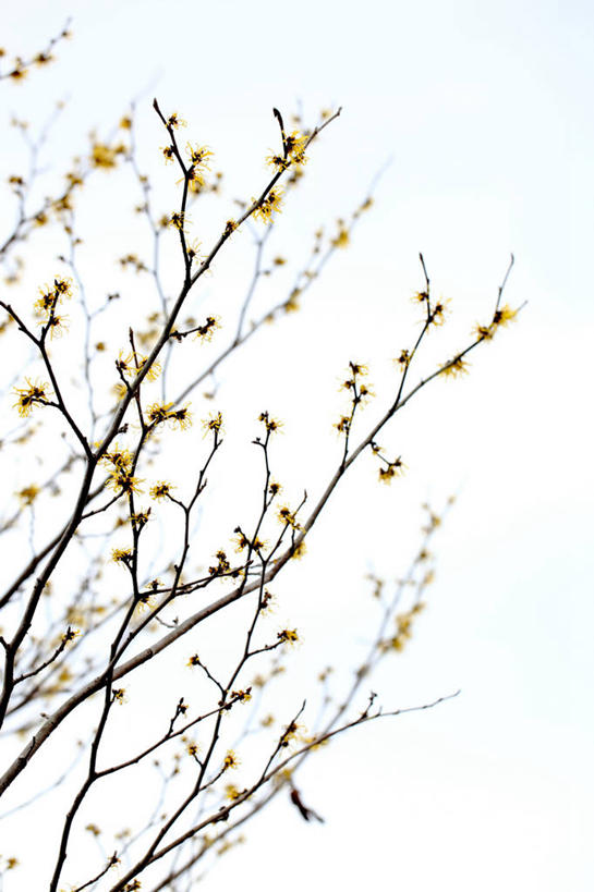无人,竖图,室外,特写,白天,仰视,美景,许多,阴影,朦胧,模糊,盛开,光线,影子,景观,枝条,很多,花蕾,花,花瓣,花朵,鲜花,树枝,黄色,天空,阳光,自然,天,花苞,花蕊,景色,灵感,自然风光,金缕梅,木里香,牛踏果,虬枝,枝杈,彩图,低角度拍摄