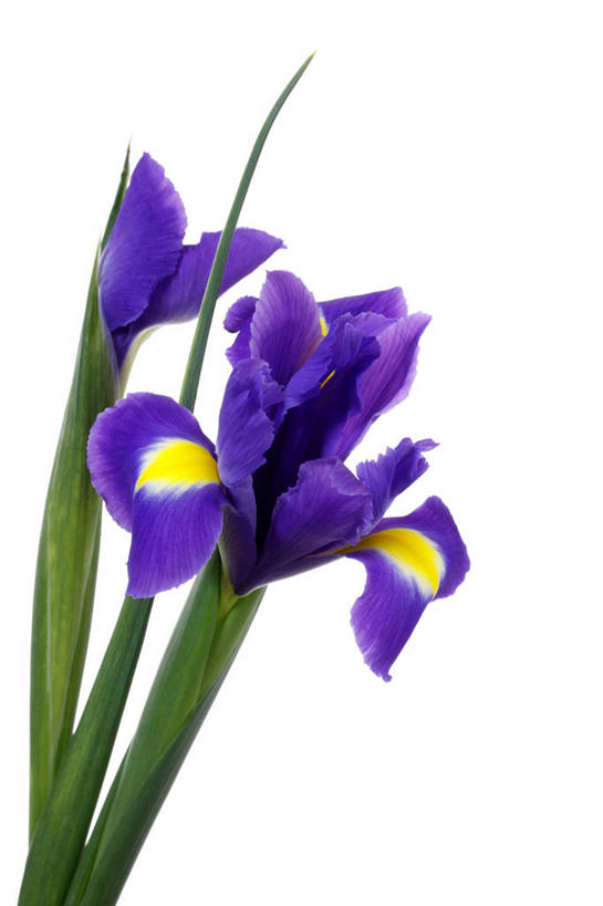 无人,竖图,室内,特写,白天,白色背景,正面,爱情,友谊,阴影,盛开,反射,影子,鸢尾花,花蕾,花,花瓣,花朵,鲜花,两朵,紫色,白色,花苞,花蕊,摄影,影棚,鸢尾,紫蝴蝶,蓝蝴蝶,扁竹花,彩图,影棚拍摄,拍摄,爱丽丝,爱丽丝花