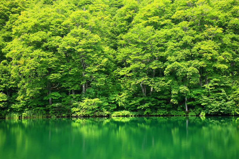 无人,横图,室外,白天,正面,旅游,度假,湖,湖泊,美景,森林,树林,水,植物,长野县,日本,亚洲,阴影,光线,影子,湖面,景观,水流,水面,娱乐,树,树木,绿色,倒影,阳光,自然,湖水,享受,休闲,景色,放松,生长,成长,倒映,自然风光,东亚,本州,本州岛,日本国,中部地方,长野,反照,北安,北安昙郡,彩图,小谷村