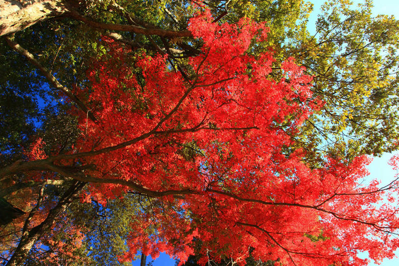 无人,横图,室外,白天,仰视,旅游,度假,美景,秋季,树林,植物,叶子,奈良县,日本,亚洲,许多,阴影,光线,影子,景观,枯叶,落叶,很多,娱乐,树,树木,红色,绿色,阳光,自然,享受,休闲,景色,放松,生长,成长,自然风光,东亚,本州,本州岛,日本国,近畿地方,奈良,近畿,奈良公园,县厅,奈良市,叶,叶片,秋,秋天,彩图,低角度拍摄