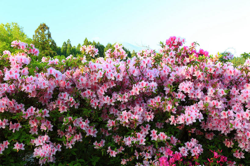 无人,横图,室外,特写,白天,正面,花海,花圃,美景,植物,叶子,日本,亚洲,许多,阴影,朦胧,模糊,盛开,光线,影子,景观,很多,花蕾,花,花瓣,花朵,花卉,鲜花,粉色,蓝色,绿色,蓝天,天空,阳光,自然,花丛,花束,花田,天,花苞,花蕊,景色,晴朗,自然风光,东亚,万里无云,日本国,九州本岛,九州,九州岛,九州地方,熊本,熊本县,晴空,晴空万里,彩图,阿苏郡