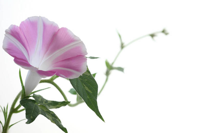 无人,横图,室内,特写,白天,白色背景,正面,爱情,喇叭花,阴影,盛开,反射,影子,花蕾,花,花瓣,花朵,鲜花,一朵,粉色,白色,花苞,花蕊,摄影,影棚,虚幻,牵牛,牵牛子,勤娘子,朝颜花,冷静,牵牛花,彩图,影棚拍摄,拍摄,朝颜