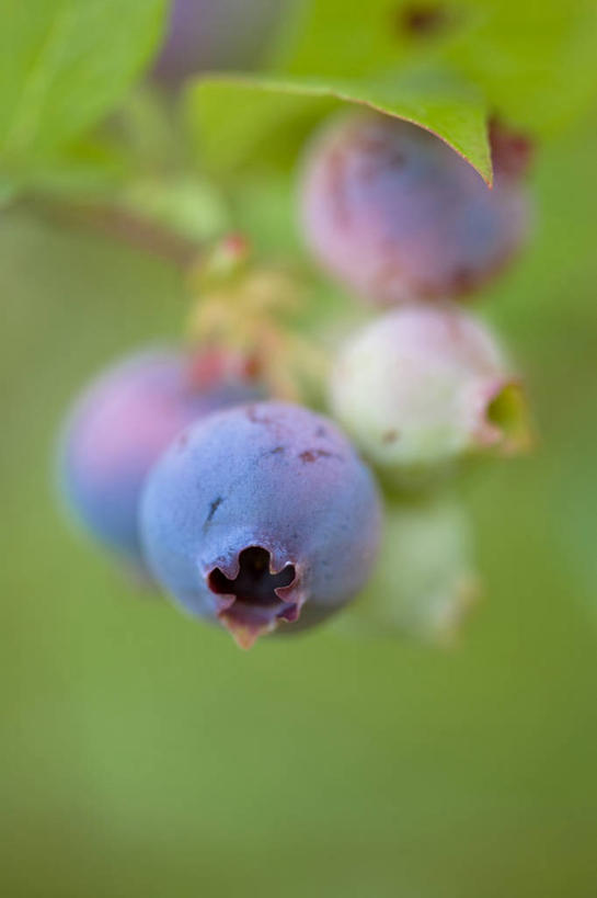 无人,竖图,室外,特写,白天,正面,美景,浆果,蓝莓,水果,叶子,阴影,朦胧,模糊,新鲜,光线,影子,景观,生食,食品,果实,绿叶,食物,蓝色,阳光,自然,四个,嫩叶,景色,有机食品,绿色食品,自然风光,叶,叶片,山都柿,蓝浆果,蓝靛果,彩图,都柿,笃斯
