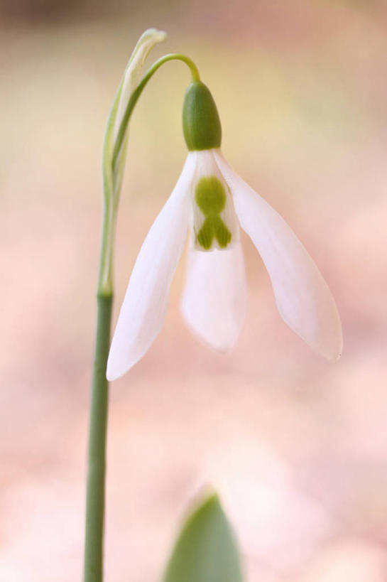 无人,竖图,室外,特写,白天,正面,美景,阴影,朦胧,模糊,盛开,光线,影子,景观,花蕾,花,花瓣,花朵,鲜花,一朵,粉色,阳光,自然,花苞,花蕊,景色,新生,自然风光,雪花莲,雪片莲,生日花,彩图