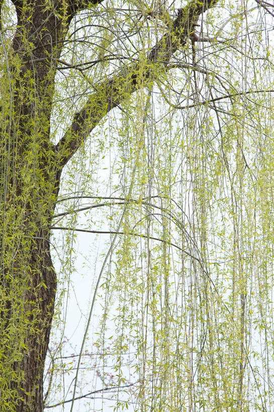 无人,竖图,室外,白天,正面,旅游,度假,美景,植物,柳树,阴影,光线,影子,景观,娱乐,垂柳,树,树木,绿色,阳光,自然,享受,休闲,景色,放松,生长,成长,自然风光,倒挂柳,垂枝柳,彩图