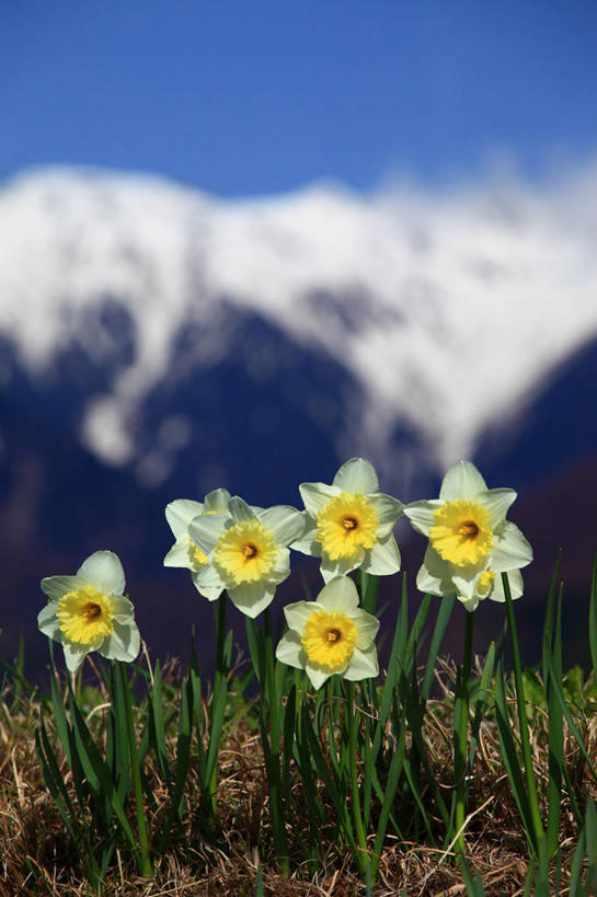 无人,竖图,室外,特写,白天,正面,花海,花圃,美景,山,雪,雪山,植物,大雪,叶子,长野县,日本,亚洲,许多,阴影,朦胧,模糊,盛开,光线,影子,冰,积雪,景观,泥土,山峰,土壤,雪景,冬季,冬天,山峦,很多,花蕾,花,花瓣,花朵,花卉,鲜花,黄色,蓝色,绿色,白色,蓝天,天空,阳光,自然,花丛,花束,花田,天,花苞,花蕊,景色,寒冷,晴朗,冰冷,自然风光,东亚,本州,万里无云,本州岛,日本国,中部地方,长野,严寒,冰凉,酷寒,凛冽,凛凛,极冷,驹根市,晴空,晴空万里,彩图