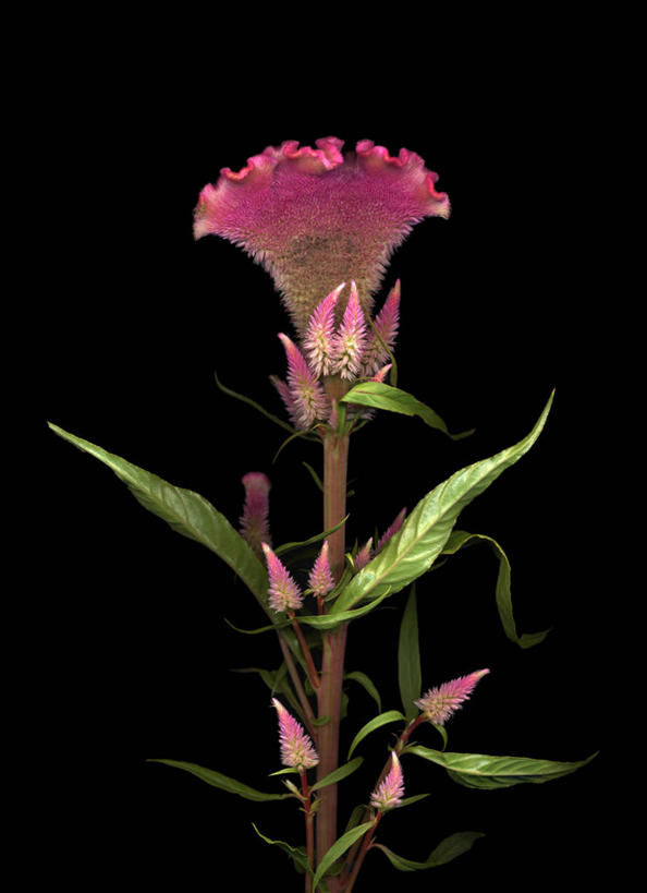 无人,竖图,室内,特写,白天,正面,叶子,阴影,黑色背景,盛开,反射,影子,绿叶,花蕾,花,花瓣,花朵,鲜花,一朵,粉色,绿色,黑色,花苞,花蕊,嫩叶,摄影,影棚,青葙,鸡冠苋,昆仑草,萋蒿,野鸡冠,叶,叶片,彩图,影棚拍摄,拍摄