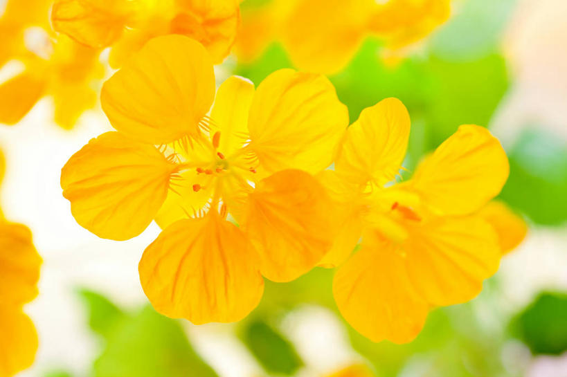 无人,横图,室内,特写,白天,白色背景,正面,许多,阴影,朦胧,模糊,盛开,反射,影子,很多,花蕾,花,花瓣,花朵,鲜花,黄色,白色,花苞,花蕊,摄影,影棚,旱金莲,金莲花,寒金莲,旱荷,旱莲花,金钱莲,大红雀,旱荷花,彩图,影棚拍摄,拍摄