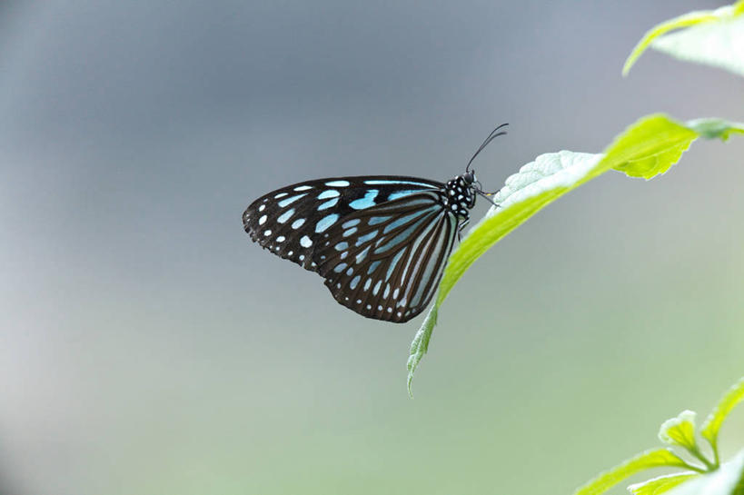 无人,横图,室外,特写,白天,侧面,美景,蝴蝶,叶子,阴影,朦胧,模糊,光线,昆虫,影子,景观,绿叶,停留,一只,阳光,自然,动物,嫩叶,景色,蛱蝶,停止,自然风光,益虫,四足蝶,逗留,停顿,叶,叶片,彩图,全身,琉球青斑蝶