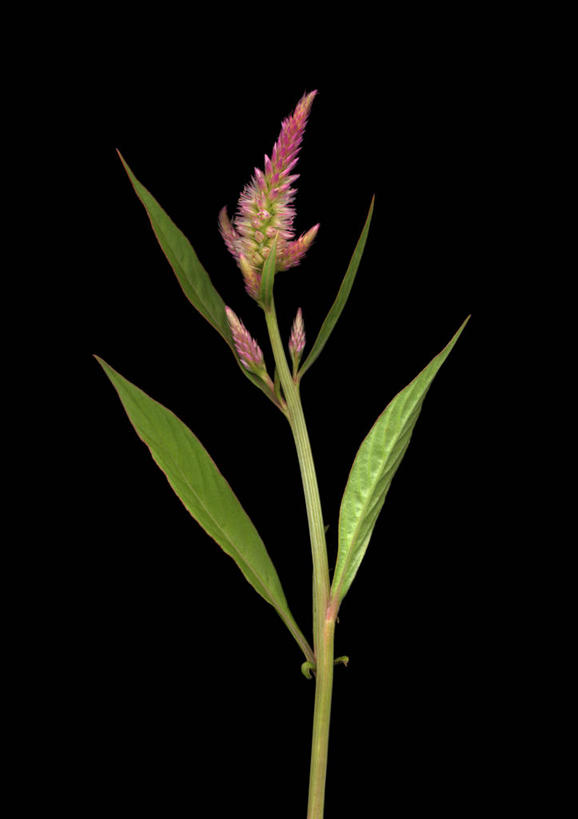 无人,竖图,室内,特写,白天,正面,叶子,四片,阴影,黑色背景,盛开,反射,影子,绿叶,花蕾,花,花瓣,花朵,鲜花,一朵,红色,绿色,黑色,花苞,花蕊,嫩叶,摄影,影棚,青葙,鸡冠苋,昆仑草,萋蒿,野鸡冠,叶,叶片,彩图,影棚拍摄,拍摄