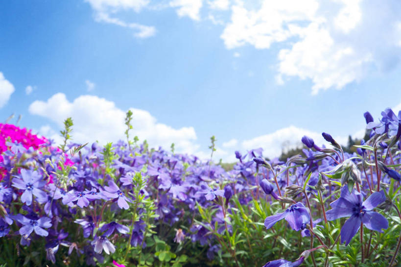 无人,横图,室外,特写,白天,正面,花海,花圃,美景,植物,叶子,日本,亚洲,许多,阴影,朦胧,模糊,盛开,光线,影子,景观,云,云朵,很多,花蕾,云彩,花,花瓣,花朵,花卉,鲜花,蓝色,绿色,紫色,白云,蓝天,天空,阳光,自然,花丛,花束,花田,天,花苞,花蕊,景色,晴朗,自然风光,东亚,本州,关东地方,本州岛,日本国,崎玉,崎玉县,福乐花,福禄花,福禄考,晴空,彩图,丛生福禄考,禄考,铺地之樱,针叶福禄考,针叶天蓝绣球